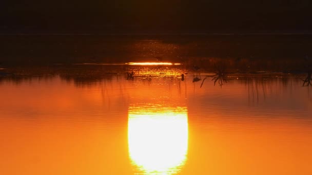 Reflectie Van Oranje Zonsondergang Rustige Vijver Met Steltvogels Achtergrond — Stockvideo