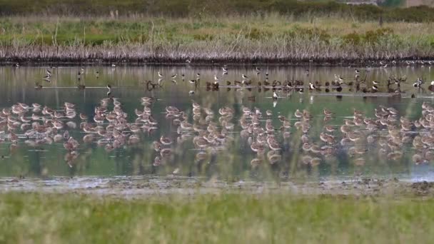 Migratory Bar Tailed Godwit Flock Hanging Out Miranda New Zealand — 비디오