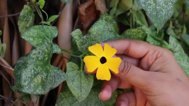 Kadının Eli Nazikçe Sarı Bir Çiçeği Tutuyor — Stok video