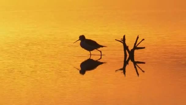 Silhouet Steltvogel Waden Door Het Water Jacht Levendige Oranje Zonsondergang — Stockvideo