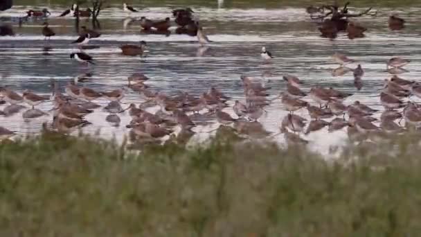 Μεταναστευτικό Μπαρ Ουρά Godwit Κοπάδι Σίτιση Στη Λίμνη Miranda Shorebird — Αρχείο Βίντεο
