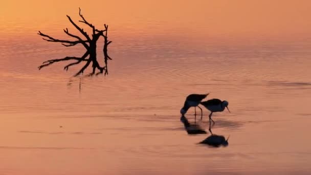 Pied Stilts Hunting Feeding Wading Shallow Pond Purple Sunset — Stock videók