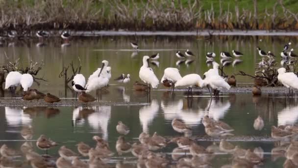 Royal Spoonbill Groep Estuariumwateren Bij Miranda Bird Sanctuary Nieuw Zeeland — Stockvideo