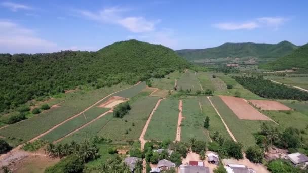 Pineapple Farm Thailand Aerial Shot Dji Pt4 — Stockvideo