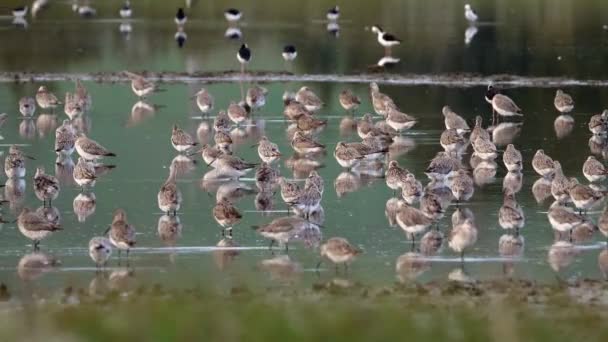 Bar Tailed Godwit Flock Feeding New Zealand Estuary Pond Migration — Stok video