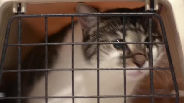 Cute Cat Looking Out Carrier — Vídeo de stock