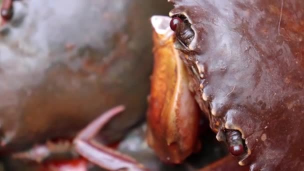 Closeup Shot Lot Red Crabs — Stok video