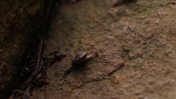 Closeup Snail Crawling Rock — Stockvideo