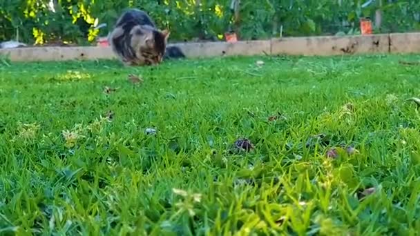 Vacker Katt Trädgården — Stockvideo