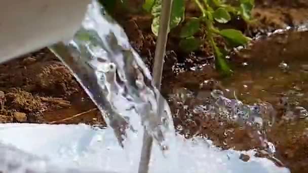 Garden Flowing Water Watering Tree Garden — стоковое видео