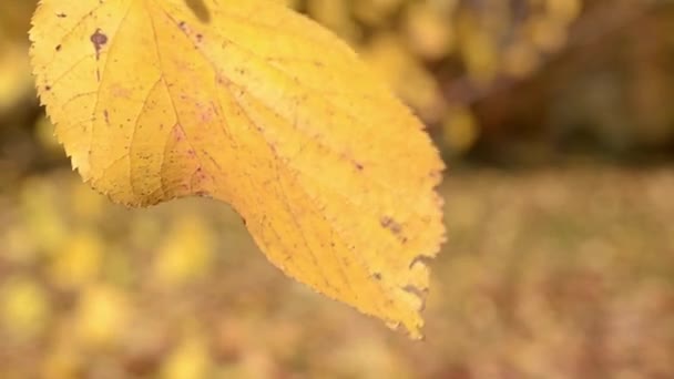 Autumn Leaf Blowing Breeze — Vídeo de Stock