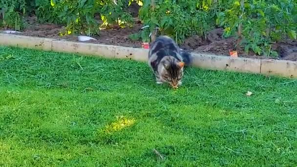 Hermoso Gato Jardín — Vídeos de Stock