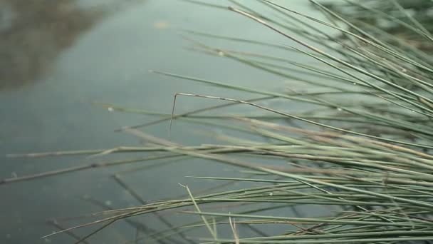 Flimsy Reeds Pond — Stockvideo