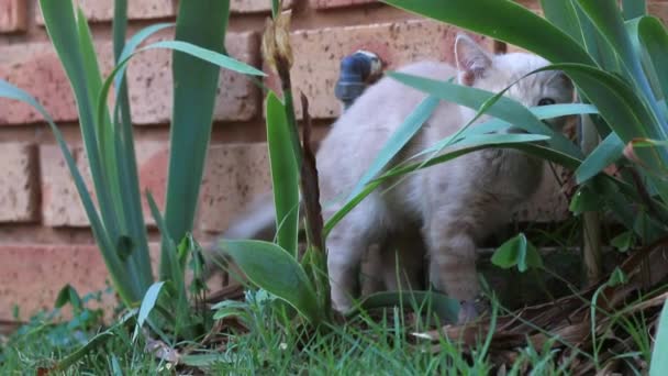 猫咪在玩植物 — 图库视频影像