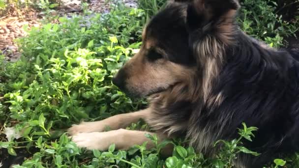 Fauler Hund Liegt Garten Zeitlupe — Stockvideo