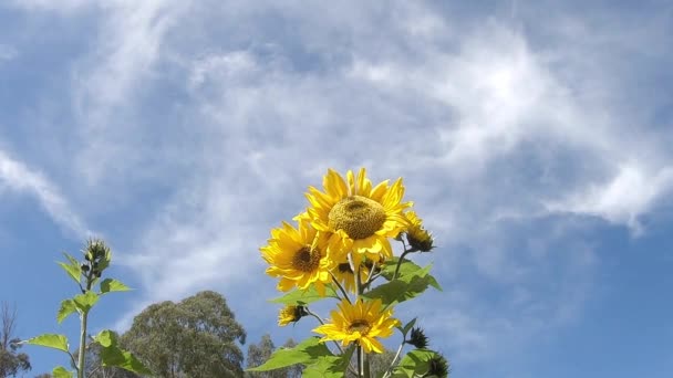 Big Sunflower Beautiful Clear Blue Sky Background Footage — 비디오
