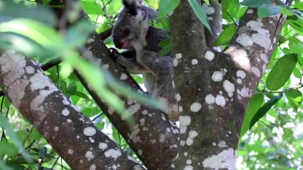 Ağaçta Kaşınan Sevimli Bir Koala — Stok video