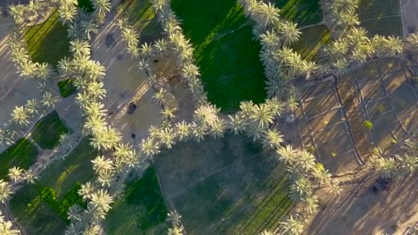 Here Land Beautiful Land Peace Calm Land Palms Tree Rice — Stock videók