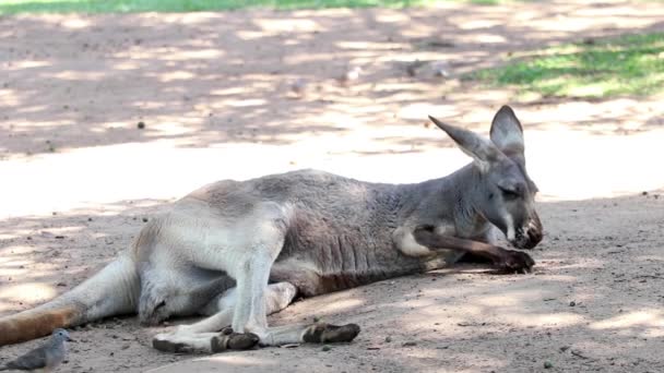 Dziki Kangaroo Położyć Się Cieniu Relaks — Wideo stockowe