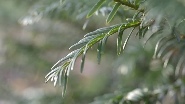 Pine Leaves Blow Breeze — Stockvideo