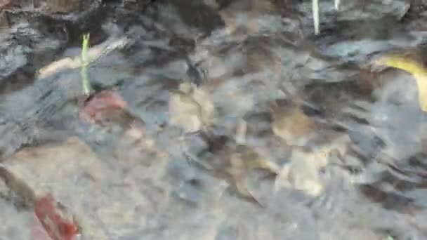 Freshwater Running Stream Closeup — 图库视频影像