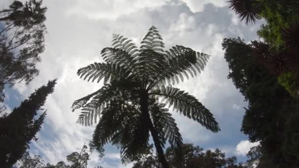 Tallest Leaf Tree Top View Ground Level — Stock video