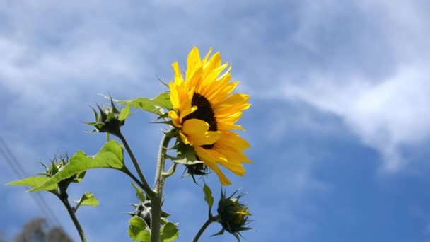 Beautiful Sunflower Blue Clear Sky Background — Stock video