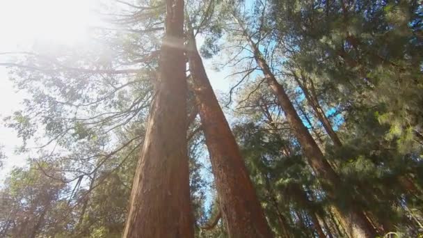 Big Pine Trees Top View Ground Level — Stockvideo