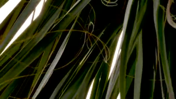 Cinematic Close Sun Shining Some Tropical Palm Frond Leaves Sunny — Stockvideo