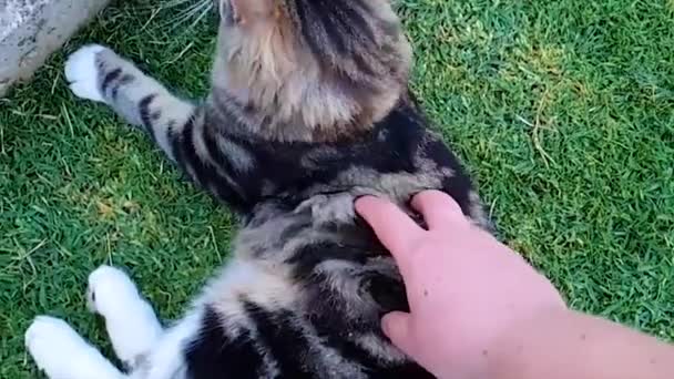 Beautiful Cat Rolling Grass Being Patted Stomach — Vídeo de Stock