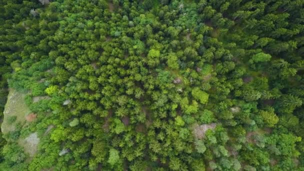 Borjomi Kharagauli Milli Parkı Gürcistan Orta Kesiminde Samtskhe Javakheti Nin — Stok video