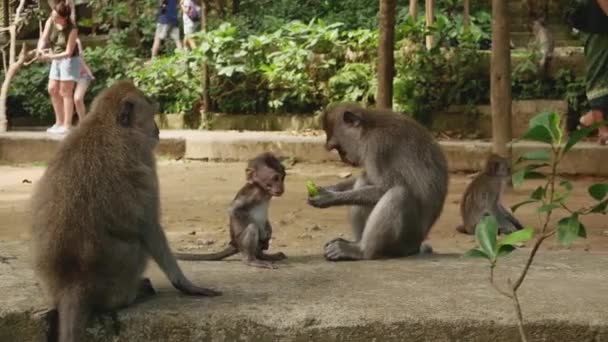 Baby Monkey Its Family Eats Food Bali Indonesia — стоковое видео