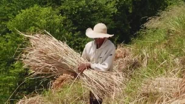 Asian Farmer Hat Working Rice Field Man Harvesting Rice Field — Αρχείο Βίντεο