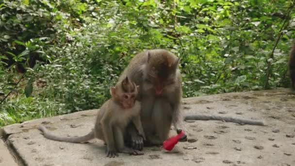 Monkeys Eat Food Monkey Forest Ubud Bali Indonesia — Stok video