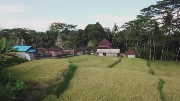 Αεροφωτογραφία Των Ταράτσες Ρυζιού Και Πετούν Πάνω Από Σπίτια Στη — Αρχείο Βίντεο