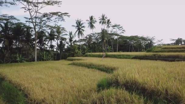 Fly Rice Terraces Rainforest Indonesia Palm Trees Trees Rice Terraces — Vídeos de Stock