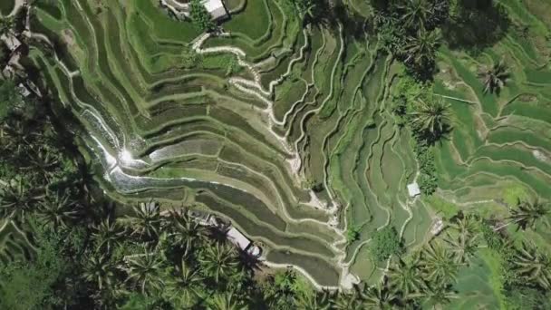 Asian Rice Field Terrace Mountain Side Lush Agriculture Land Rice — ストック動画