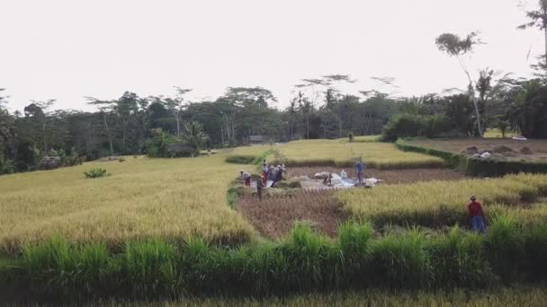 Flyind Rice Terraces Indonesian Farmer Woman Man Sifting Rice Fields — Stock video