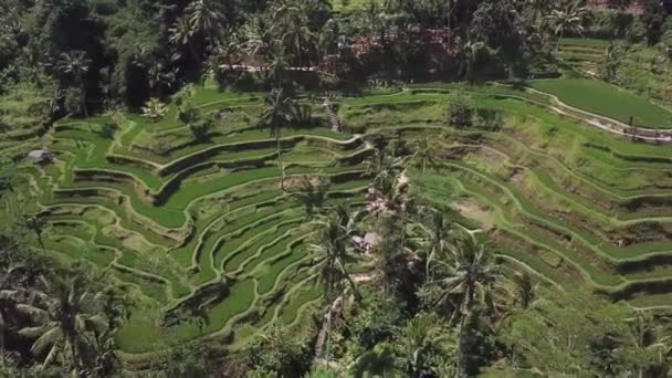 Famous Attraction Ubud Rice Terrace Field Plantation Tegallalang Aerial Top — Stock Video