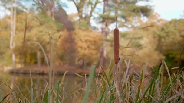 Bull Reed Rushed Lake Swaying Wind Autumn Trees Slow Motion — 图库视频影像