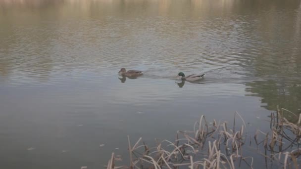 Ducks Swimming Pond Lake Autumn Fall Slow Motion Ungraded — Wideo stockowe