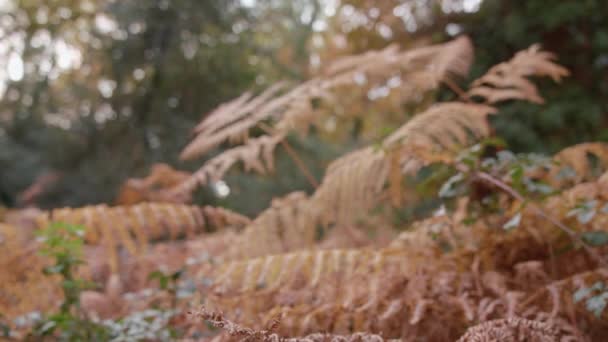 Orange Autumn Fall Ferns Come Focus — Vídeo de stock