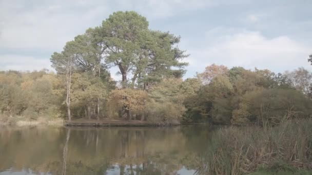 Озеро Пруд Деревьями Час Пик Осень Неразбериха — стоковое видео