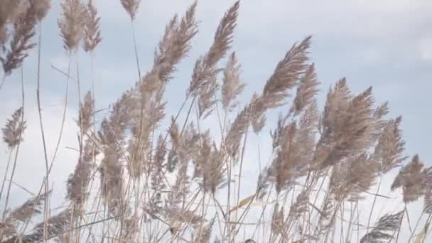 Close Rushes Reeds Swaying Last Autumn Fall Sun Light Slow — Stockvideo