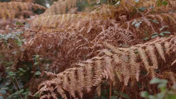 Camera Pans Two Red Ferns Autumn Fall Slow Motion — Video