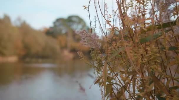 Rack Focus Bushes Lack Pond Autumn Fall Slow Motion — 图库视频影像