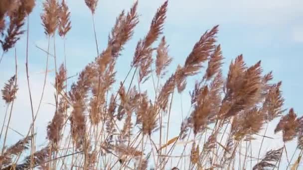 Zbliżenie Rushes Trzciny Kołysząc Się Ostatniej Jesieni Fall Sun Light — Wideo stockowe