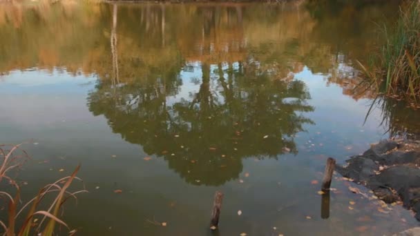 Reflexão Árvore Outono Lago Lagoa Movimento Lento — Vídeo de Stock