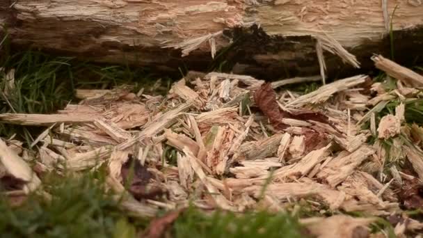 Felled Tree Bark Chippings — Αρχείο Βίντεο