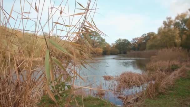 Reveal Lake Pond Rushes Autumn Fall Slow Motion — Video